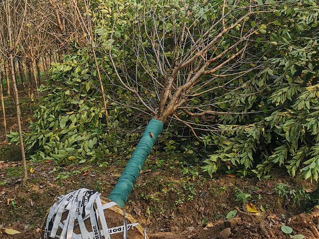 垂枝樱花施工