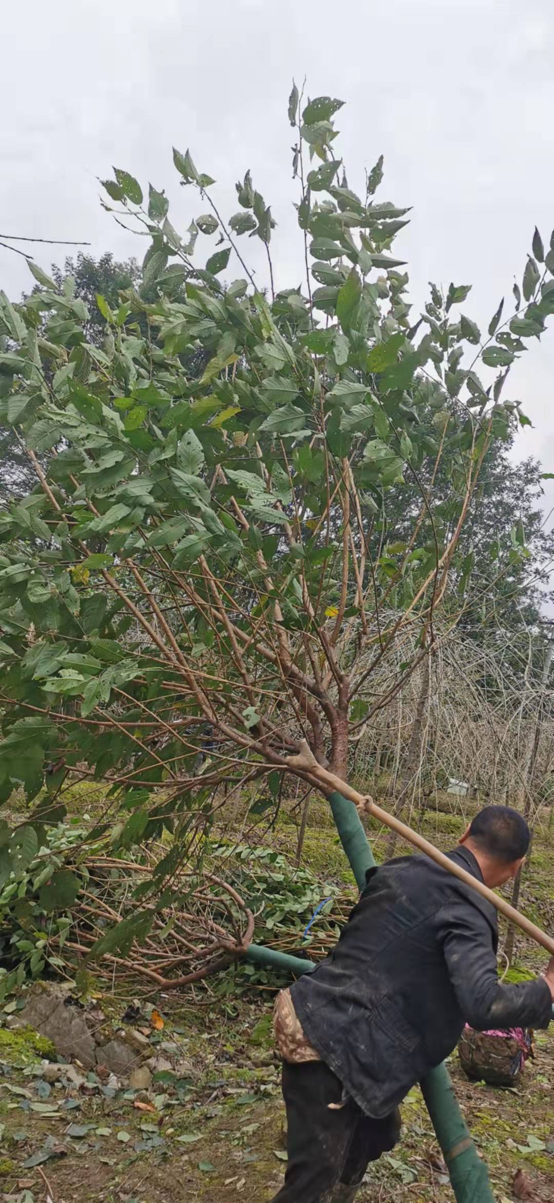 1635512397396394.jpg 精品寒绯樱4.jpg