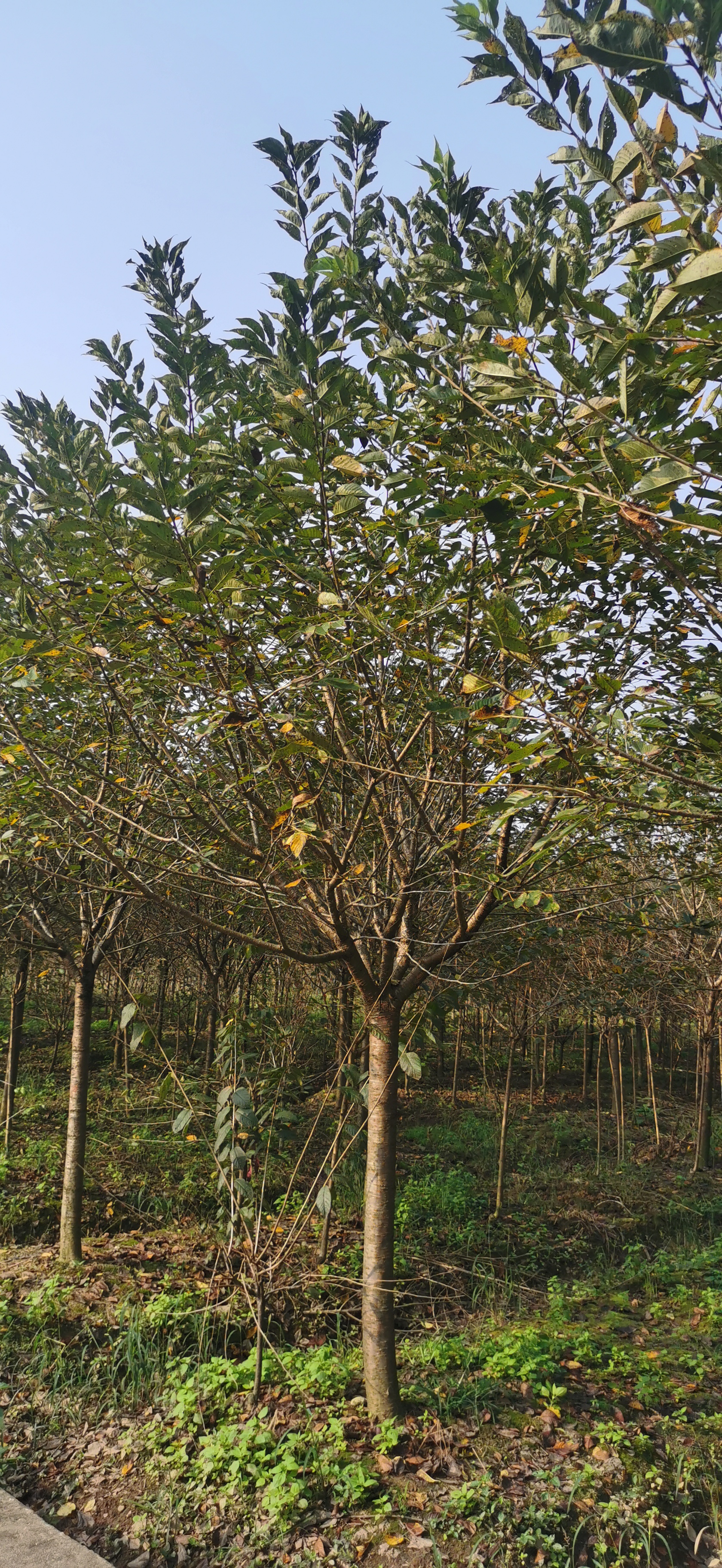 1635513457494709.jpg 精品高杆早樱1.jpg