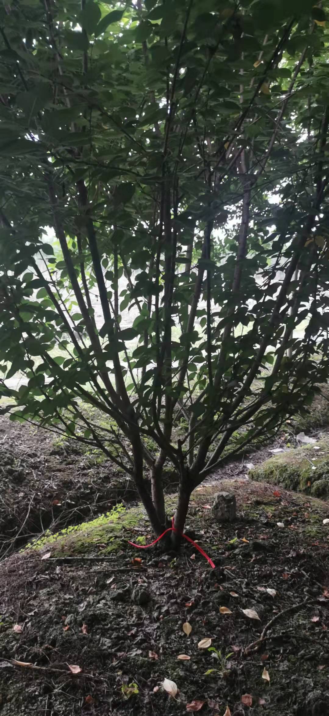 1635513738724385.jpg 低分枝晚樱4.jpg